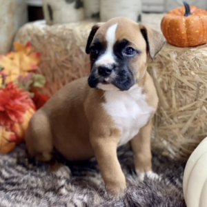 Cucciolo di boxer