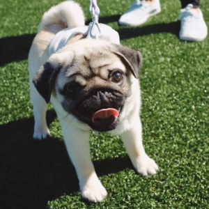 cucciolo di carlino