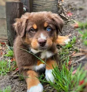 cuccioli di pastore australiano