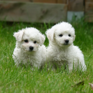Cucciolo di Bichon Frise