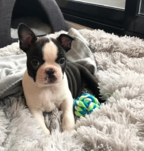 Cucciolo di Boston Terrier