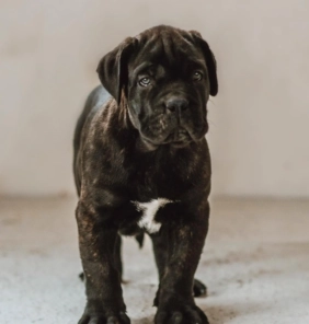 cucciolo di Cane Corso
