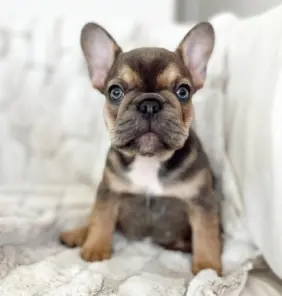 Cucciolo di bulldog francese