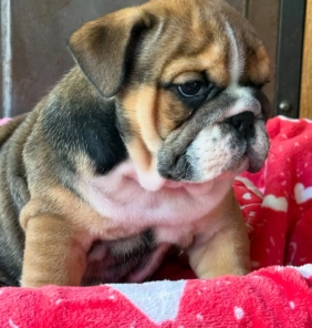 cuccioli di bulldog inglese