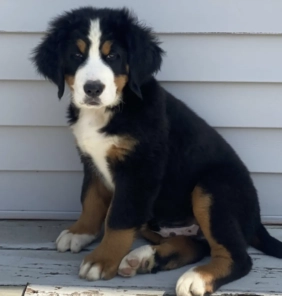 Cucciolo di Bovaro del Bernese