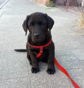 cucciolo di Labrador