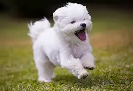 cucciolo di maltese