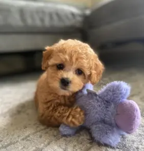cucciolo di Maltipoo