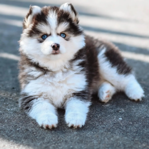 cuccioli di Pomsky