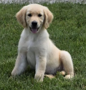 cuccioli di Golden Retriever