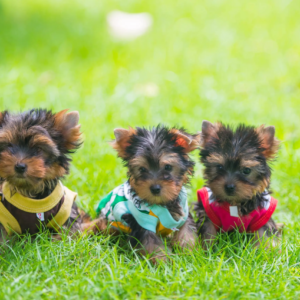 cuccioli di Yorkshire Terrier
