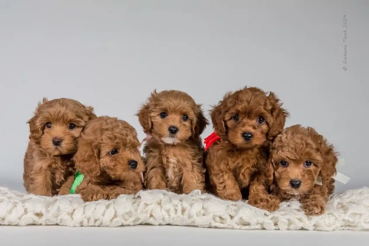 cuccioli cuccioli