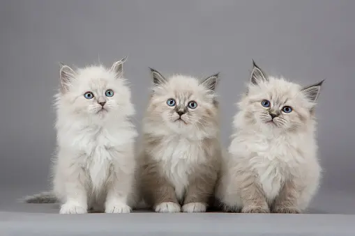 Gattini Gattini
