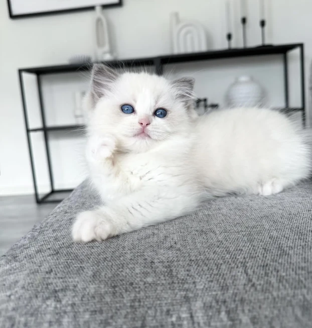 ragdoll mia