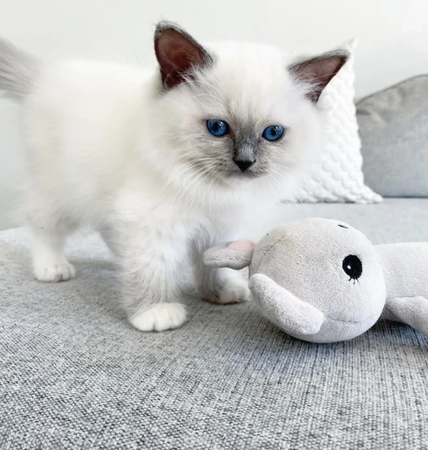 ragdoll