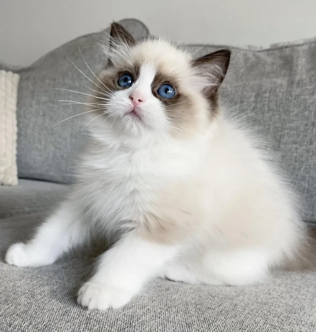 Ragdoll Macho