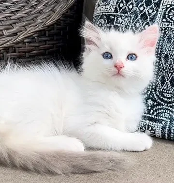 ragdoll hembra