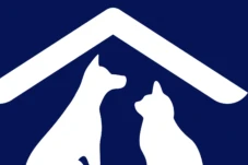 cuccioli impero italiano 1 cuccioli impero italiano 1