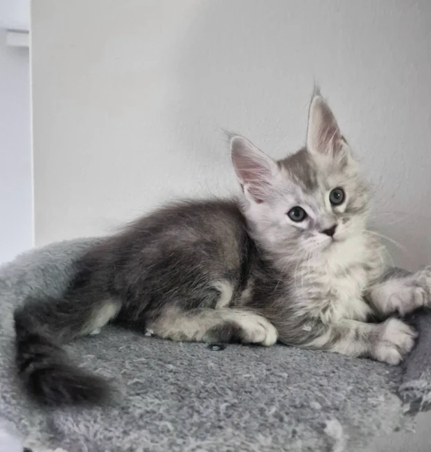maine coon macho
