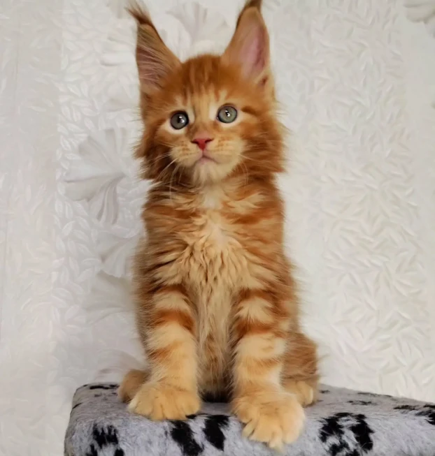 maine coon macho