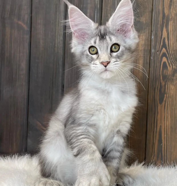 mainecoon_