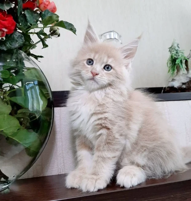 maine coon hembra