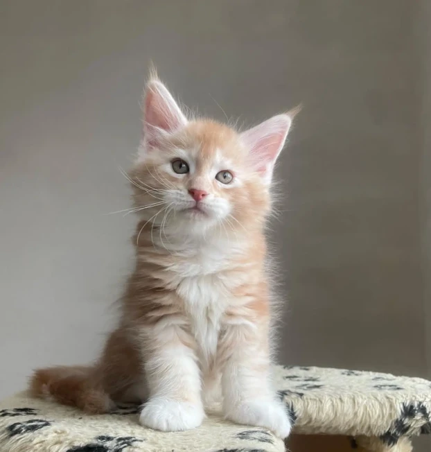 mainecoon