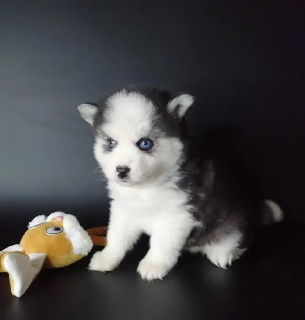 pomsky 1 (13)