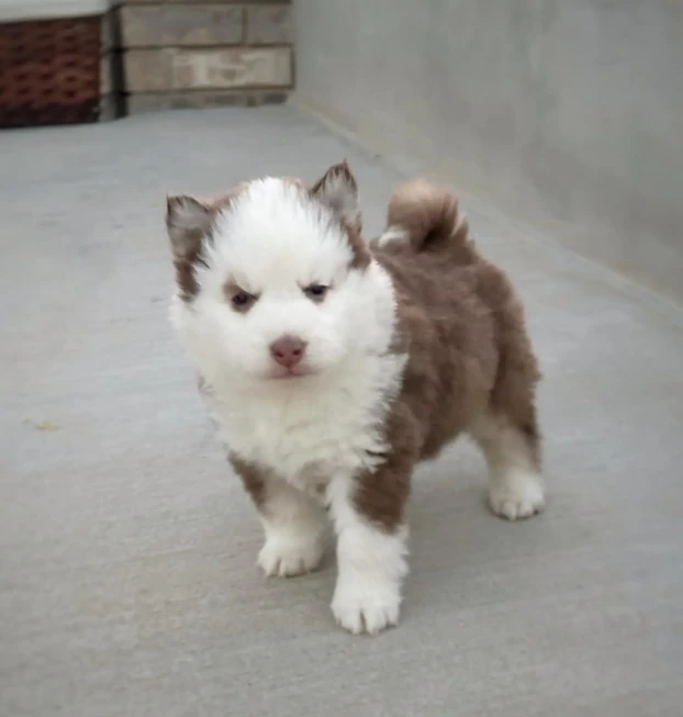 pomsky1 (1)