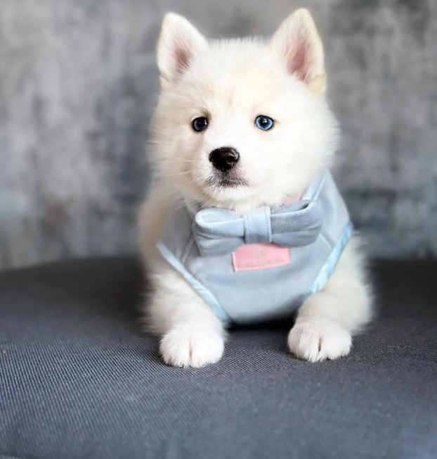 pomsky1 (13)