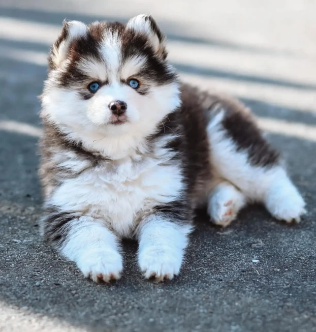 pomsky1 (24)