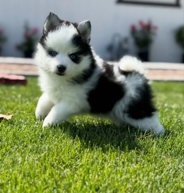pomsky1 (9)