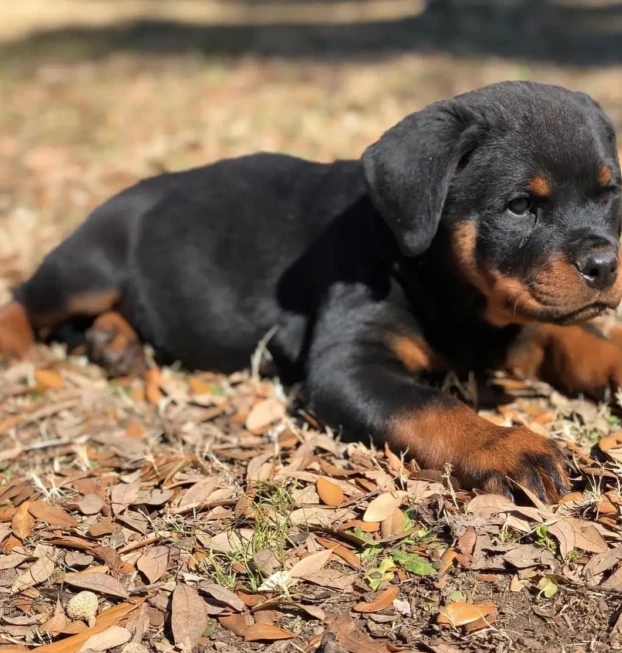 rottweilers (57)
